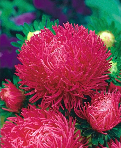 Aster Paeony Duchess Scarlet Callistephus Chinensis – Dwarf Garden Flower Seeds