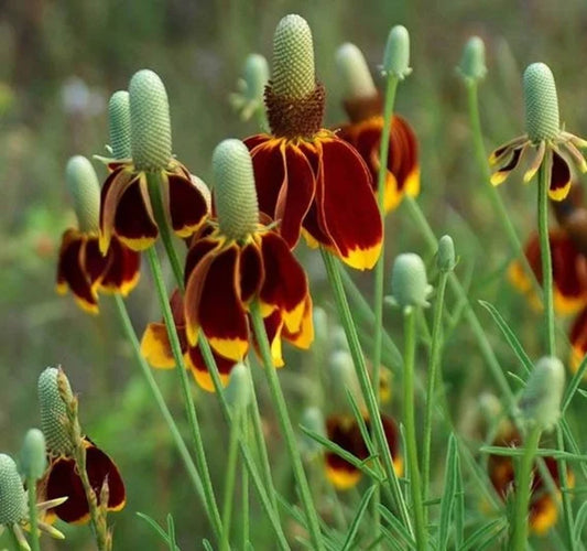 Mexican Hat Ratibida Columnaris – Colorful Wildflower Garden Seeds
