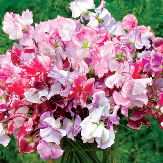 Ripples On The – Garden Flower Seeds