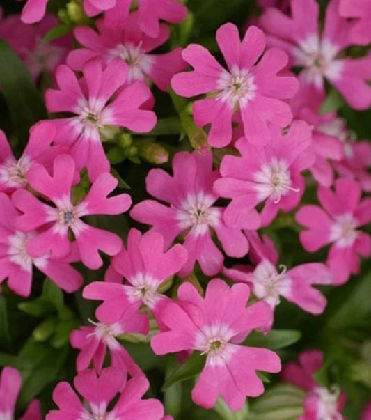 Nodding Catchfly – Hardy Wildflower Garden Seeds