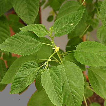 White Jute Corchorus Capsularis – Herb Vegetable Seeds