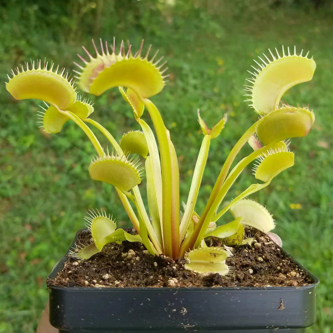 Venus Flytrap ‘King Henry’ Seeds – Carnivorous Plant Variety for Growing