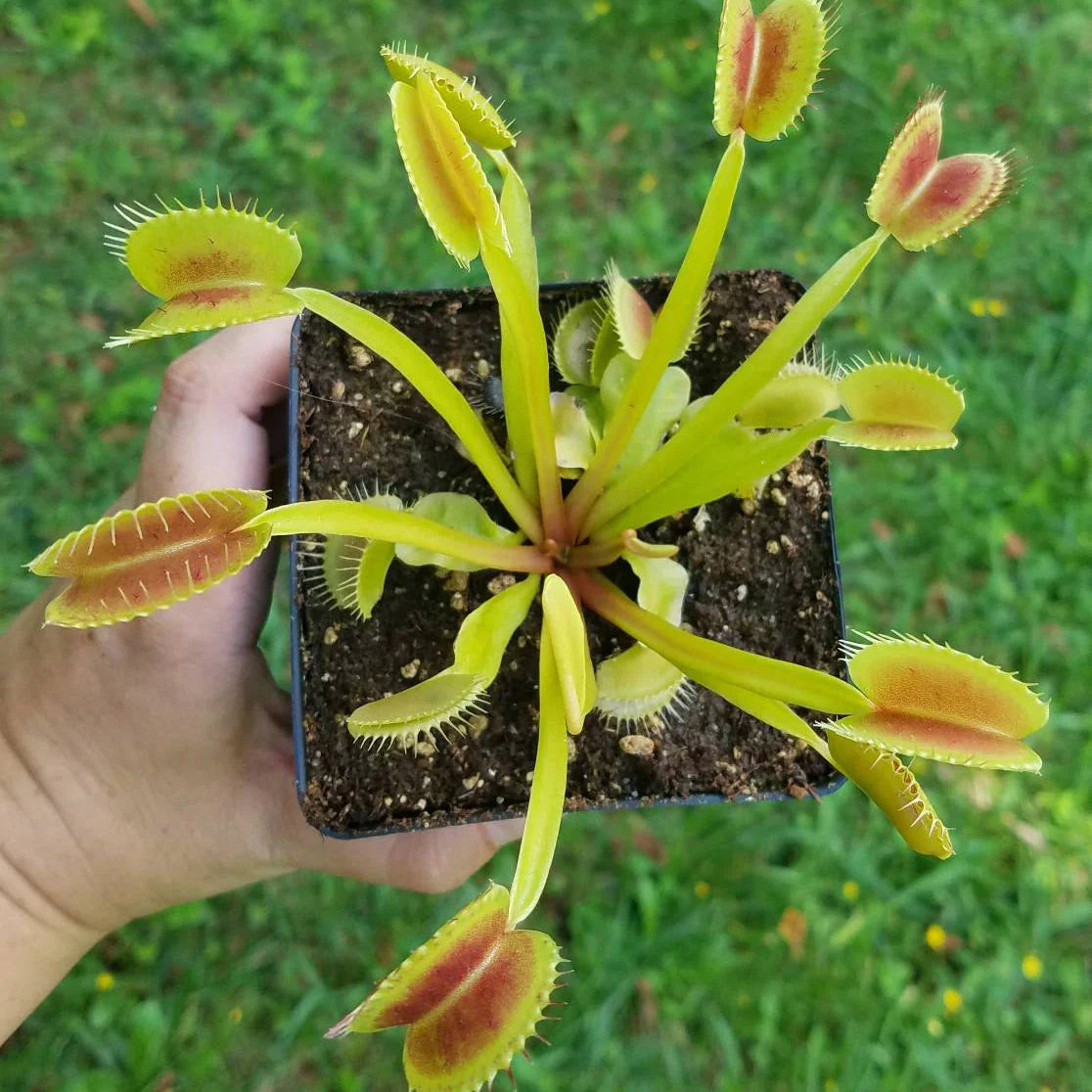 Venus Flytrap ‘King Henry’ Seeds – Carnivorous Plant Variety for Growing