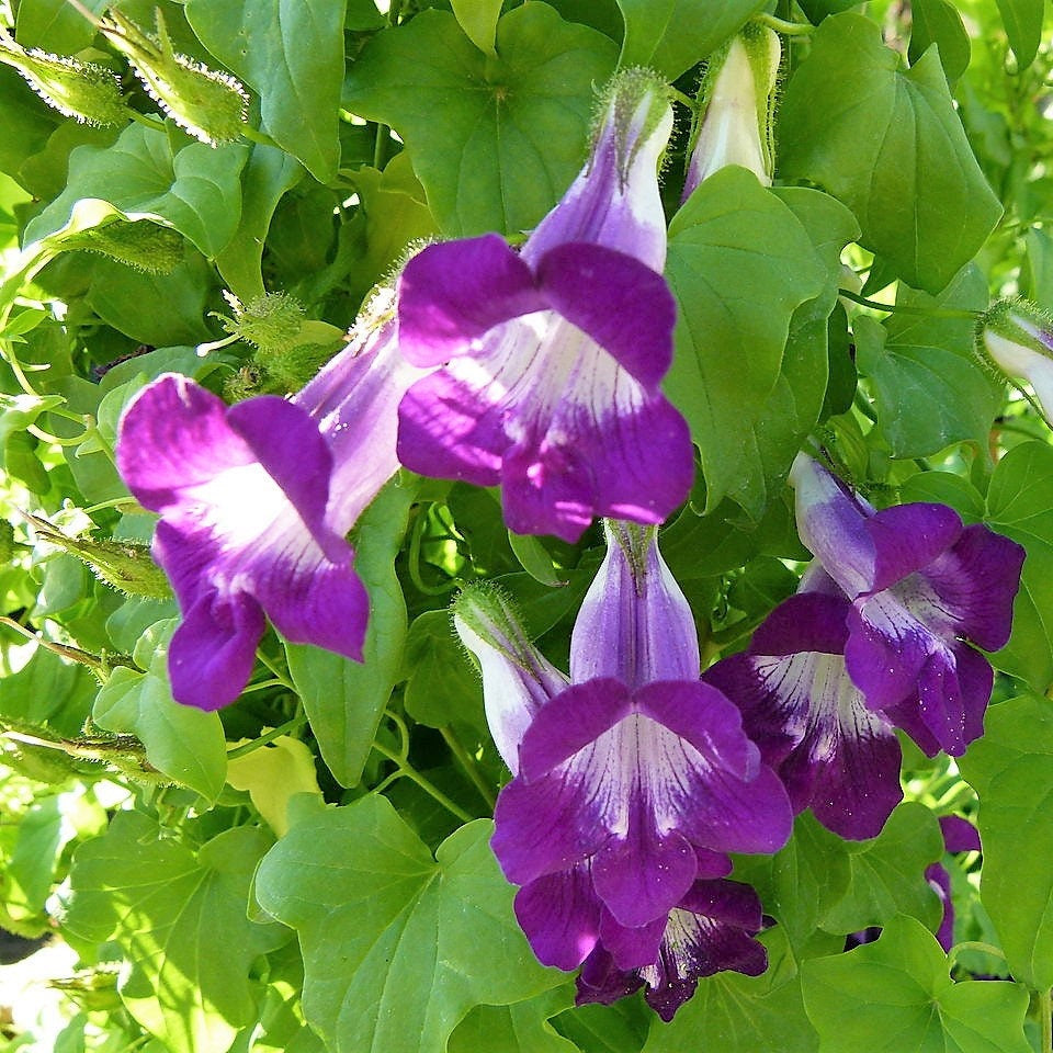 Asarina Mix Flower – Mixed, Climbing, Perennial Flower Seeds