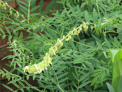 Sophora Flavescens – Dwarf Garden Shrub Herb Seeds