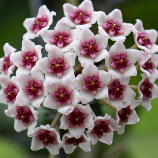 Hoya Obovata ‘Splash’ – Heirloom, Non-GMO, Easy-to-Grow Tropical Houseplant