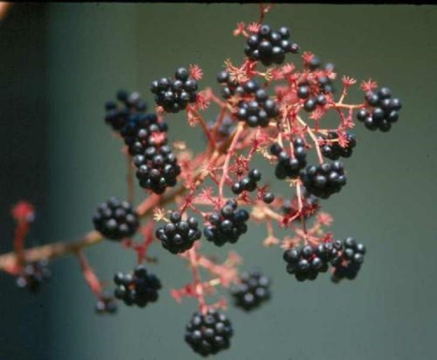 Aralia Spinosa – Berry Producing Walking Stick Tree Seeds