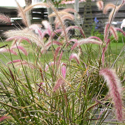 Purple Fountain Grass Pennisetum Rubrum Seeds Vibrant Burgundy Foliage Ornamental, Fast-Growing Garden Grass