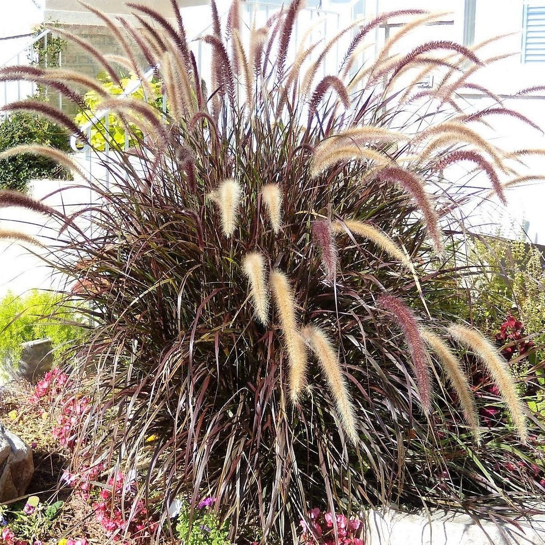 Purple Fountain Grass Pennisetum Rubrum Seeds Vibrant Burgundy Foliage Ornamental, Fast-Growing Garden Grass