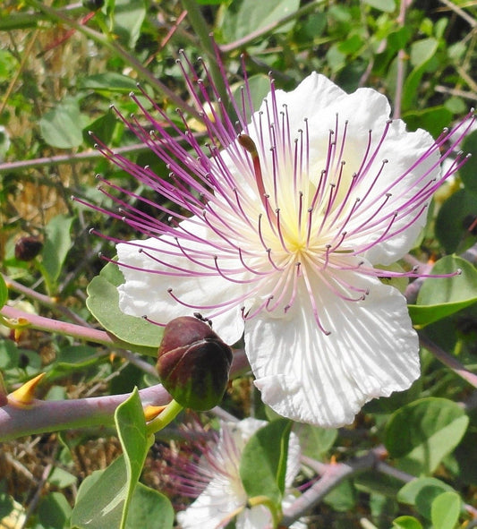Caper Spice Seeds – Perennial Flower Seeds