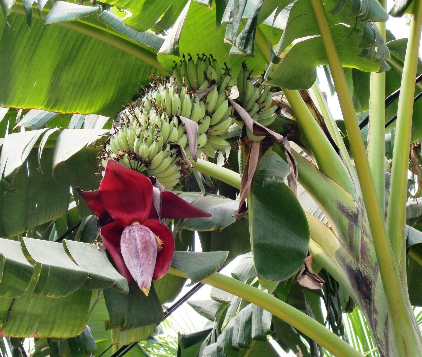 Bhimkol Banana Musa Balbisiana – Fruit Tree Seeds