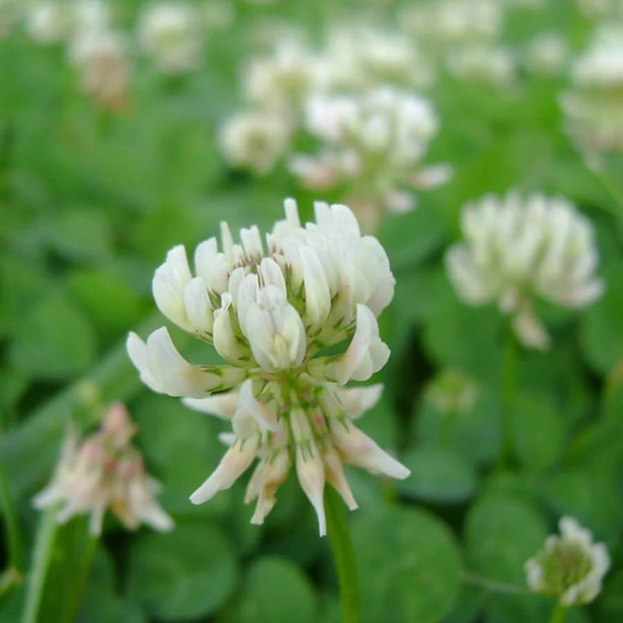 White Clover (Trifolium repens) Ground Cover Seeds for Planting – Heirloom, Non-GMO, Fast-Growing, Drought-Tolerant, Perennial