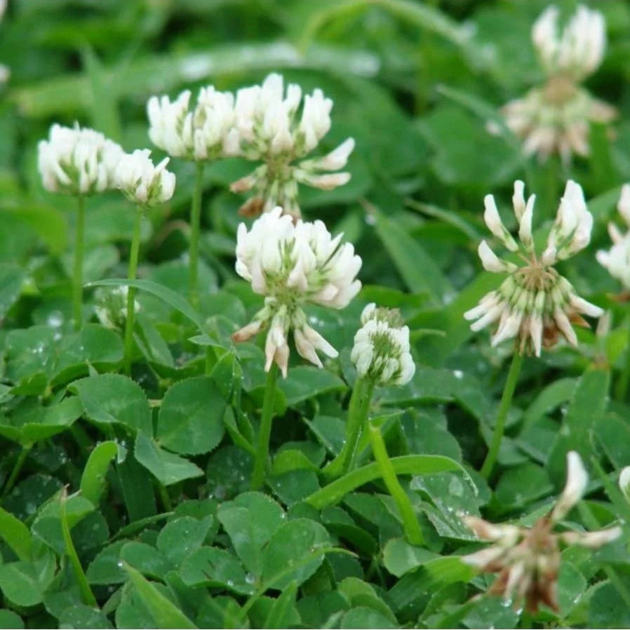 White Clover (Trifolium repens) Ground Cover Seeds for Planting – Heirloom, Non-GMO, Fast-Growing, Drought-Tolerant, Perennial