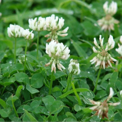 White Clover (Trifolium repens) Ground Cover Seeds for Planting – Heirloom, Non-GMO, Fast-Growing, Drought-Tolerant, Perennial