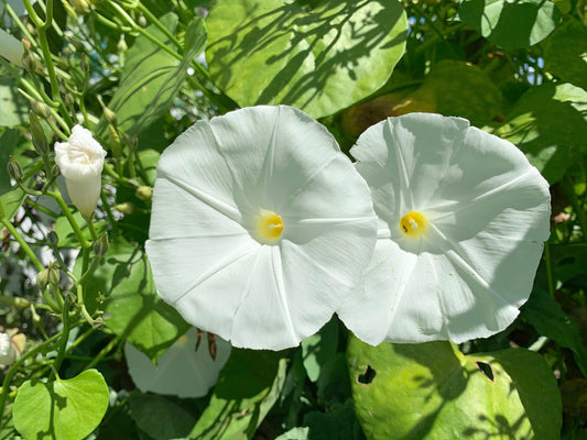 Pearly Gates Ipomoea – Colorful Flower Seeds