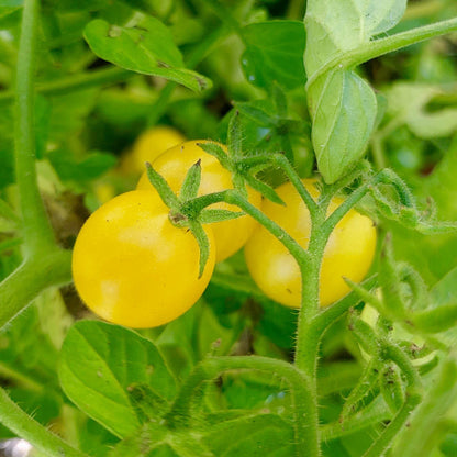 Galapagos Island Tomato Solanum Cheesmaniae – Hardy Vegetable Seeds