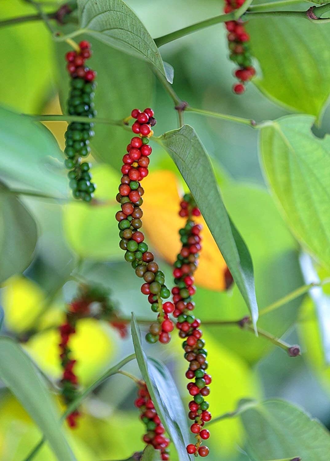 Black Pepper (Piper nigrum) Vine Seeds for Planting – Heirloom, Non-GMO, Easy to Grow, Perennial Climbing Variety