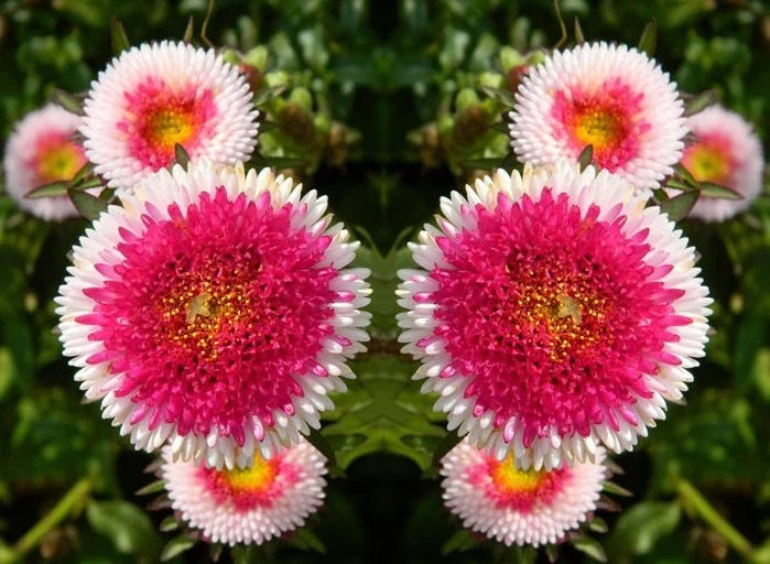 Aster Pompon Hinomaru Callistephus Chinensis – Dwarf Garden Flower Seeds