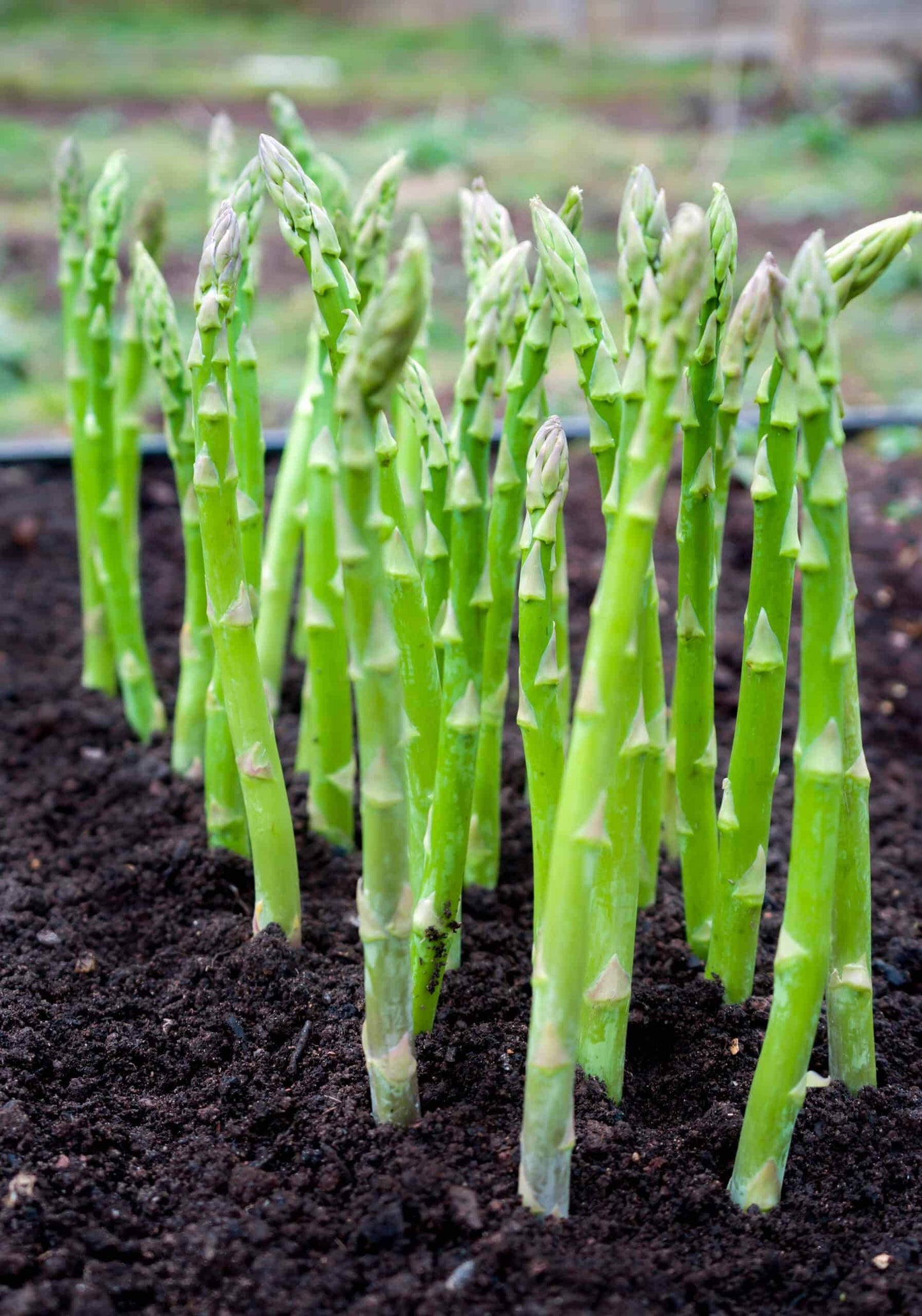 Mary Washington Asparagus Seeds Non-GMO Fresh Garden Seeds for Planting