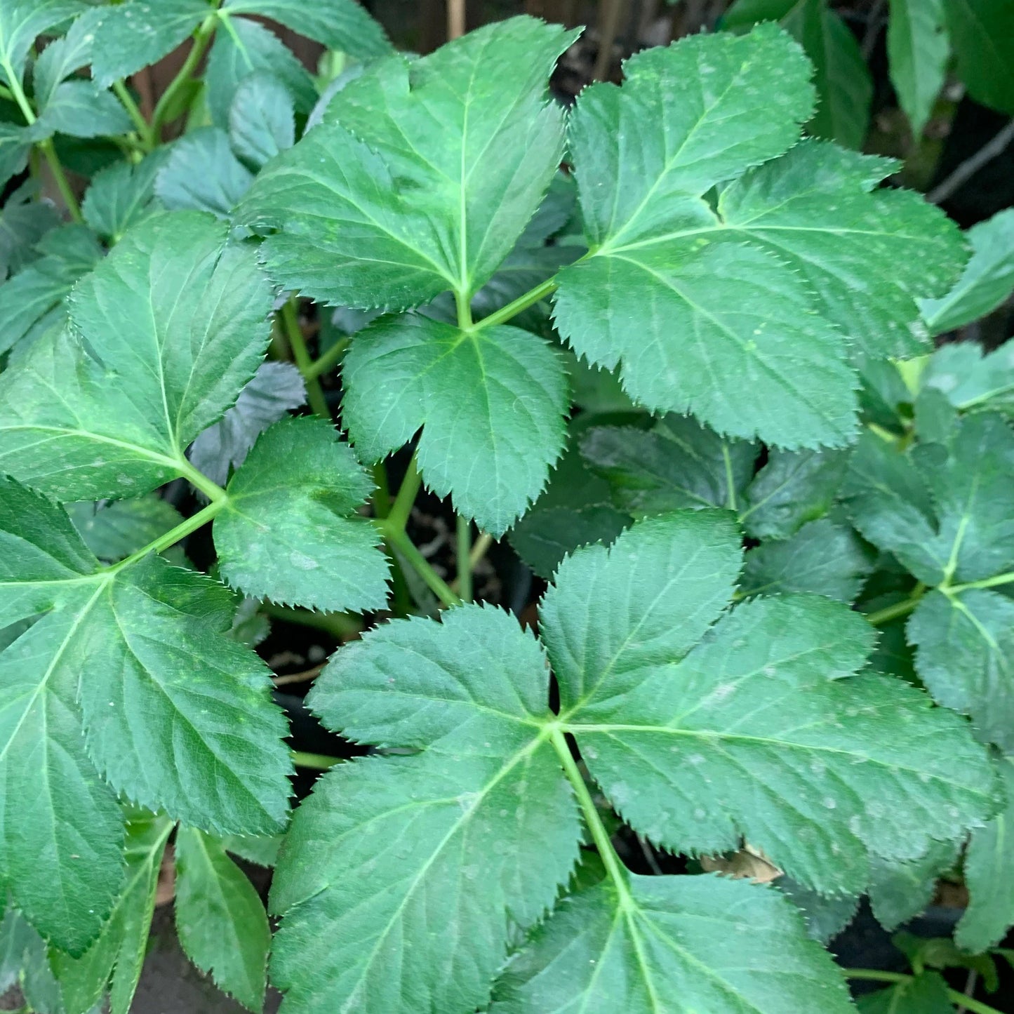 Ashitaba (Angelica Keiskei) Seeds – Fast-Growing Green Herb for Planting