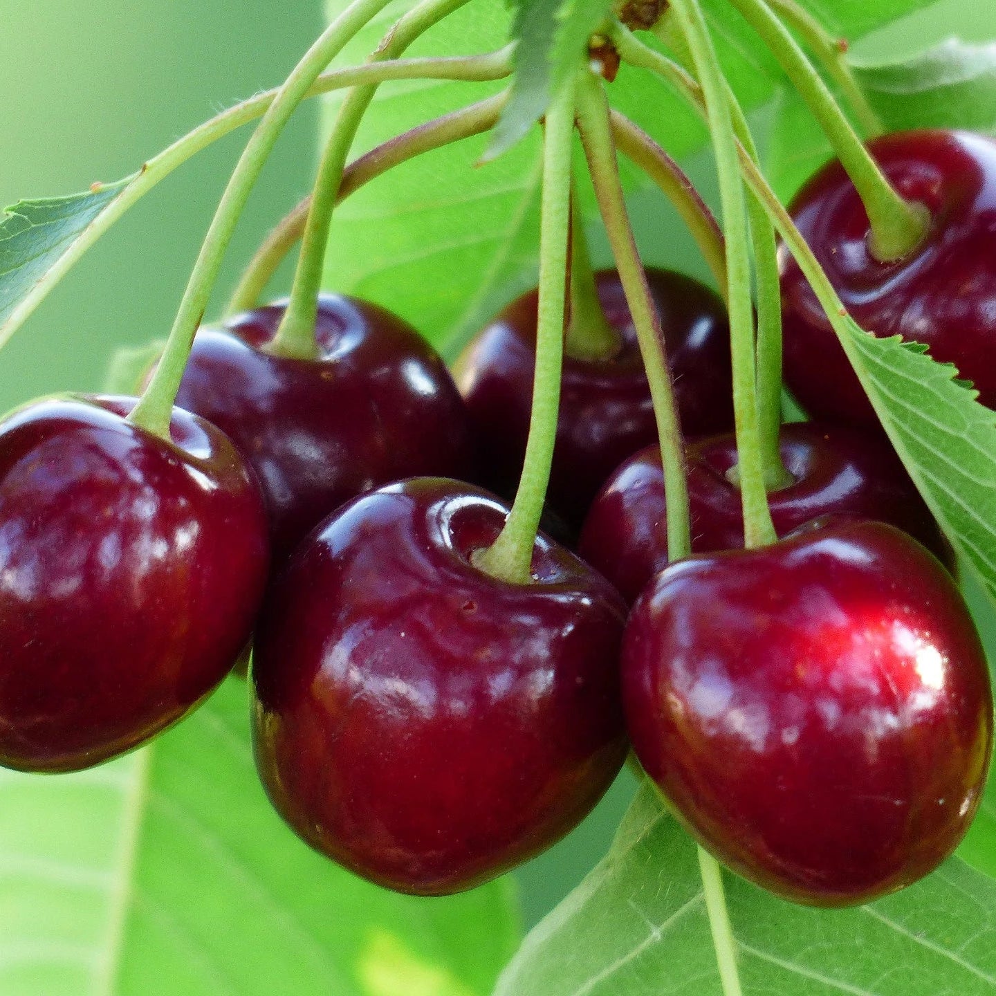 Cherry Plant (Prunus avium) Seeds for Planting – Heirloom, Non-GMO, Easy to Grow, Perennial Variety