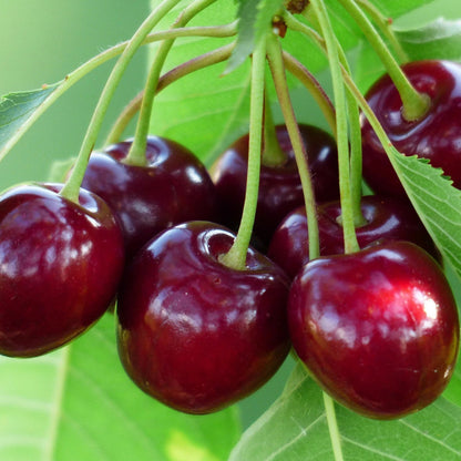 Cherry Plant (Prunus avium) Seeds for Planting – Heirloom, Non-GMO, Easy to Grow, Perennial Variety