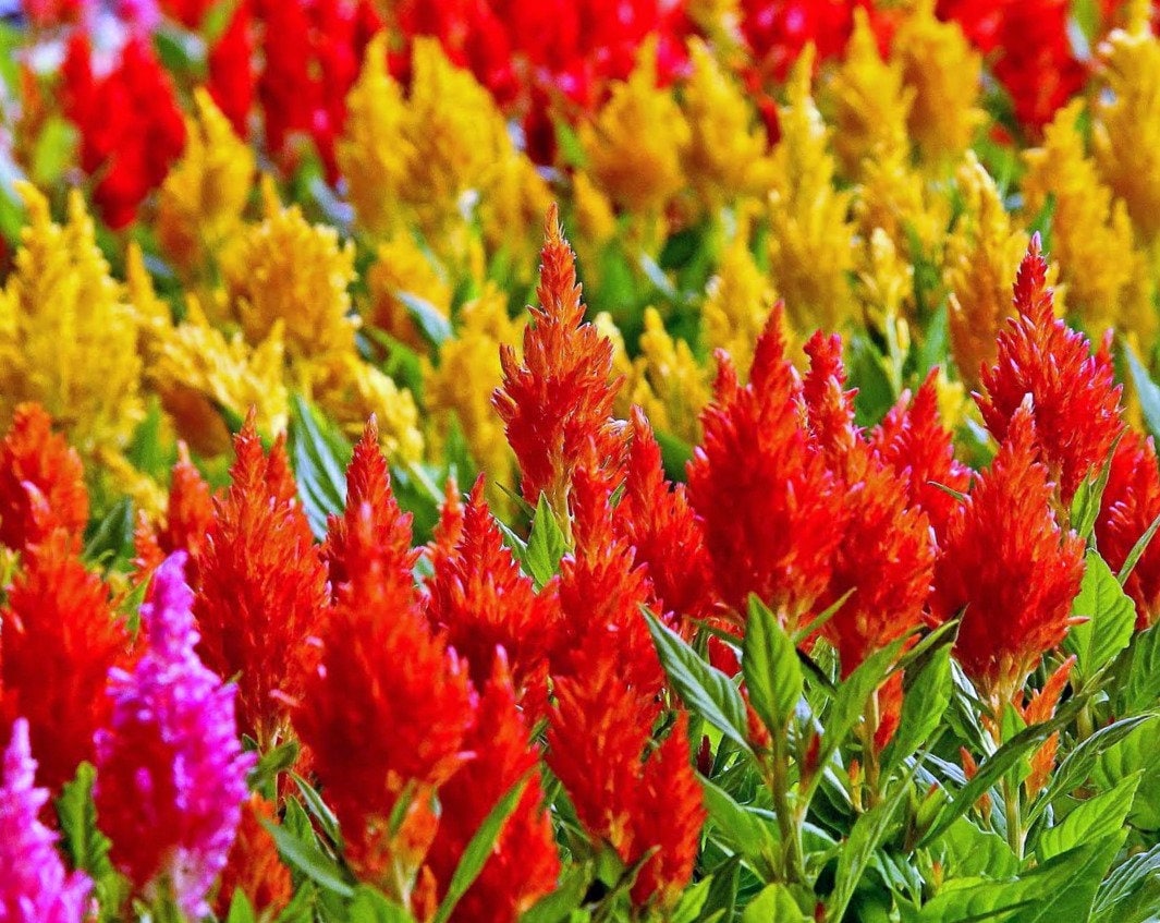 Celosia Nana Glitters Orange Celosia Plumosa – Colorful Garden Flower Seeds