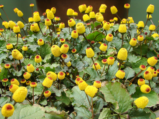 Paracress Spilanthes – Flowering Herb Garden Seeds