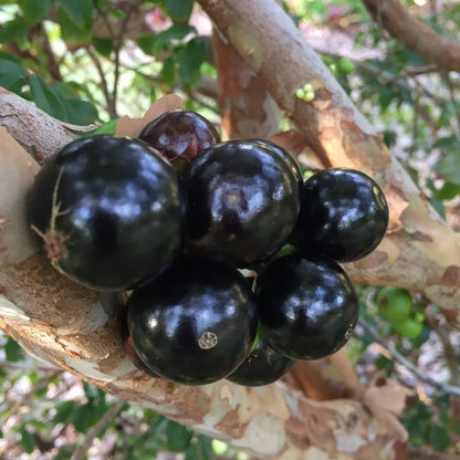 Jaboticaba (Plinia cauliflora) Live Plant Sapling – Heirloom, Non-GMO, Fast-Growing, Fruit-Bearing, Easy to Grow