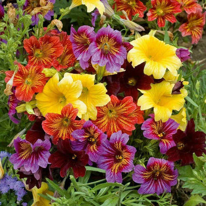 Salpiglossis Sinuata Painted Tongue – Garden Flower Seeds