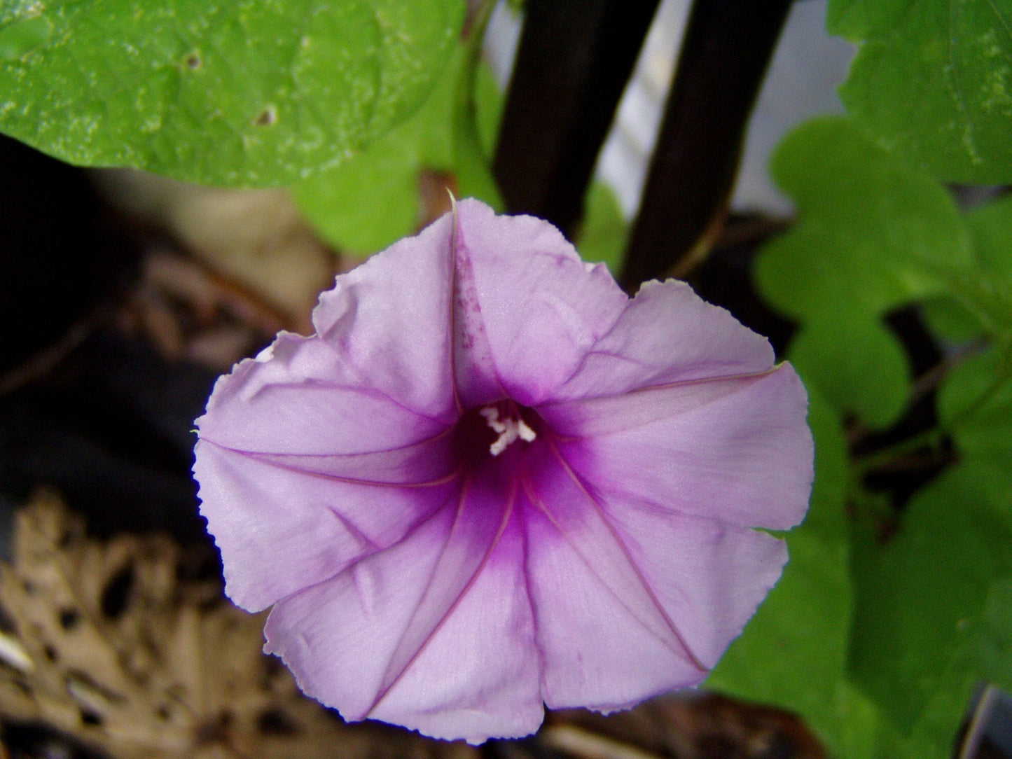 Lavender Moonvine Ipomoea – Garden Herb Seeds