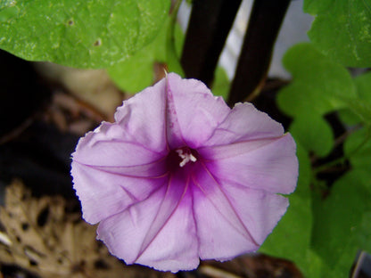 Lavender Moonvine Ipomoea – Garden Herb Seeds