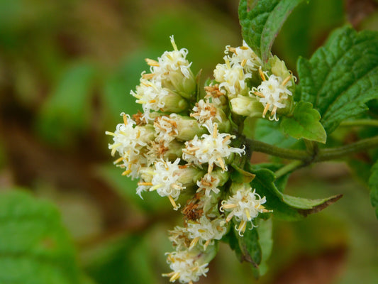 Mexican Dream Herb Calea Zacatechichi – Flowering Herb Seeds