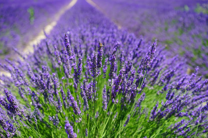 Lavender Silk Japanese – Garden Herb Seeds