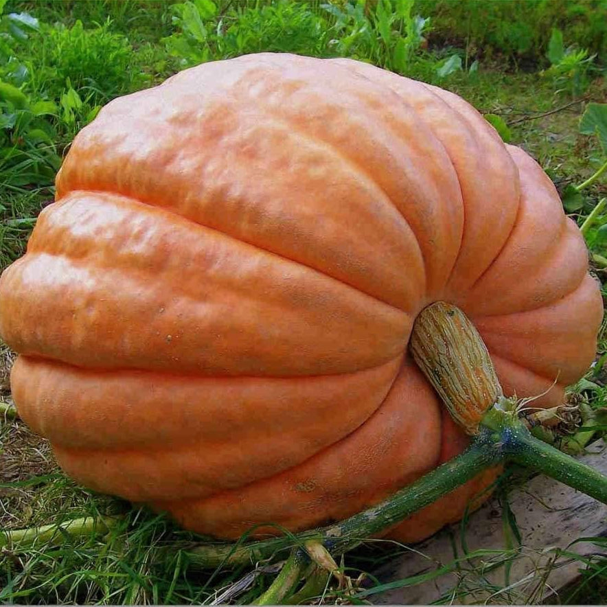 Dills Atlantic Giant – Garden Vegetable Seeds