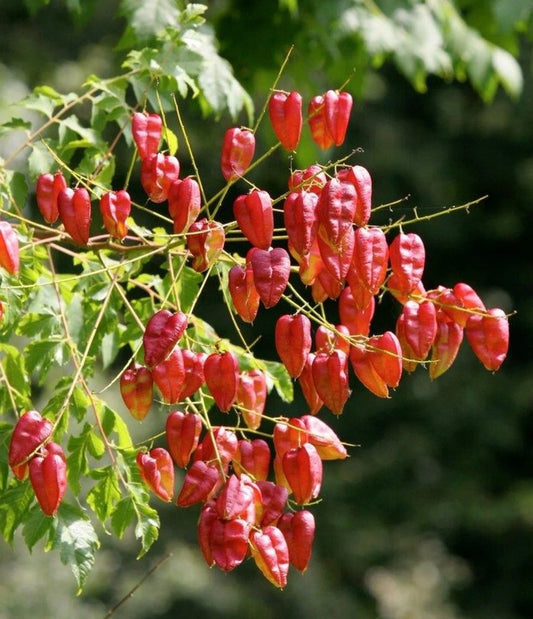 Goldenrain Tree Koelreuteria Bipinnata – Flowering Tree Seeds