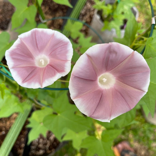 Chocolate Blizzard Fuji – Garden Flower Seeds