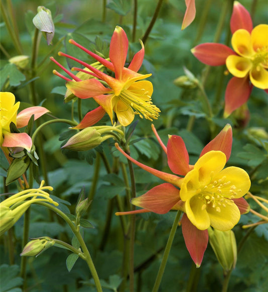 Coral Yellow Aquilegia – Perennial Flower Seeds