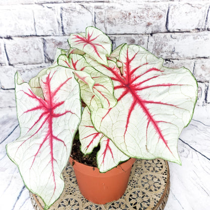Caladium Bicolor ‘White Queen’ – Decorative Foliage Plant with White Leaves and Red Veins
