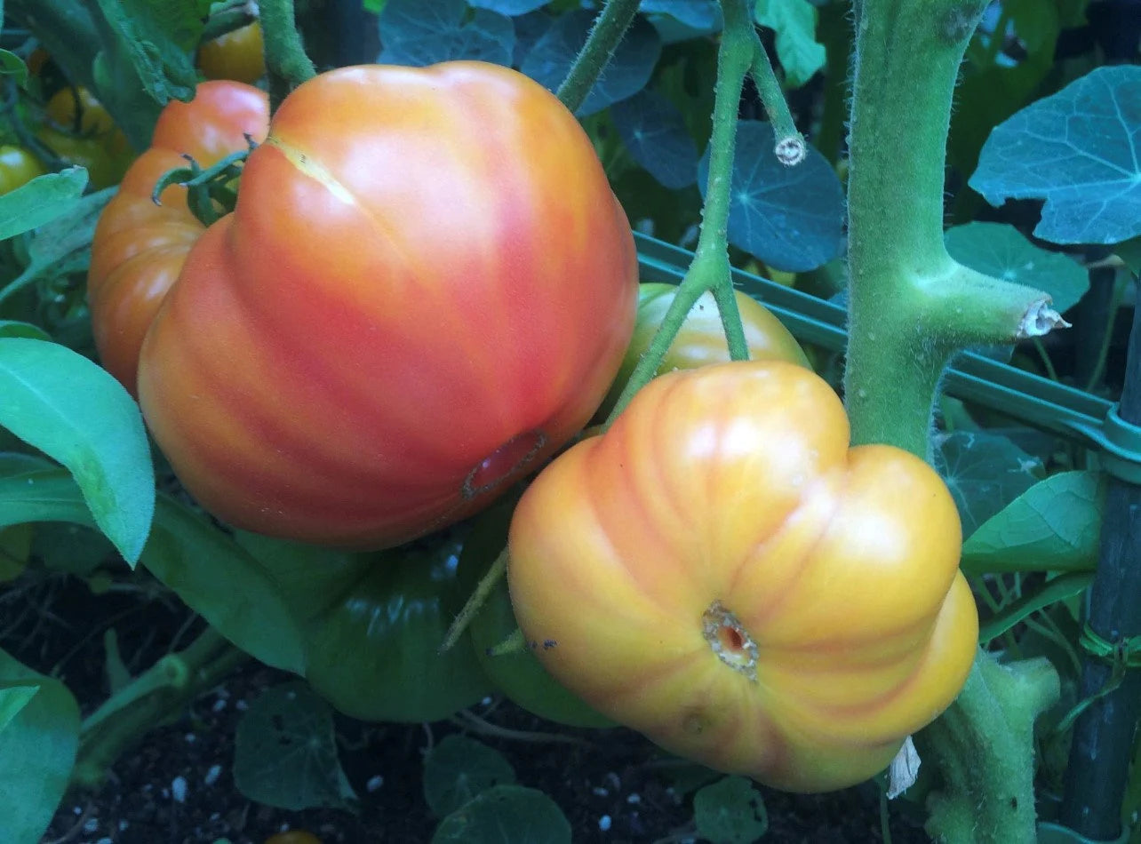 Oaxacan Jewel Tomato – Heirloom Vegetable Garden Seeds