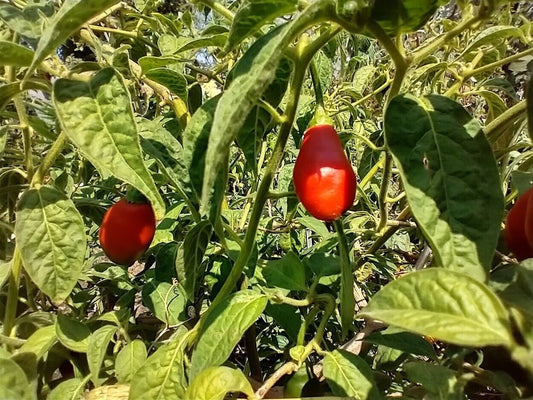 Red Teardrop Manzano Pepper – Hot Garden Vegetable Seeds