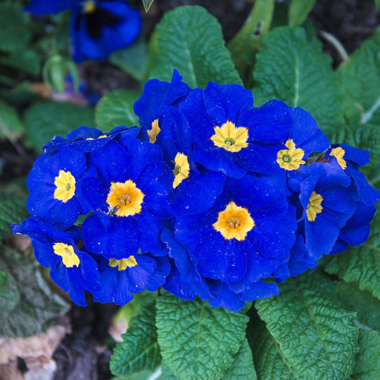 Primrose Flower Seeds – Perennial Flower Seeds