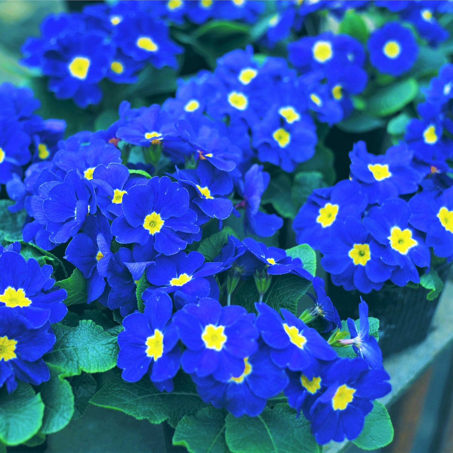 Primrose Flower Seeds – Perennial Flower Seeds
