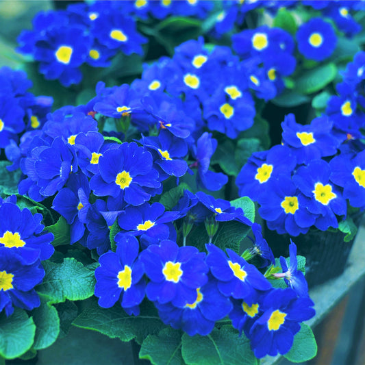 Primrose Flower Seeds – Perennial Flower Seeds