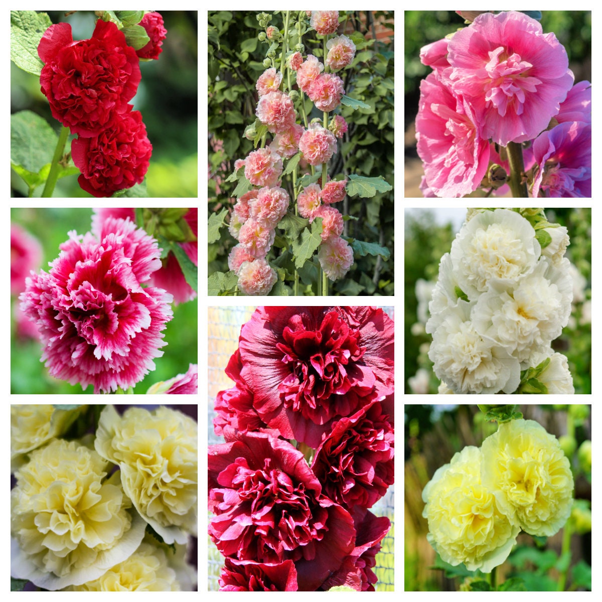 Alcea Double Hollyhock – Mixed, Perennial Flower Seeds
