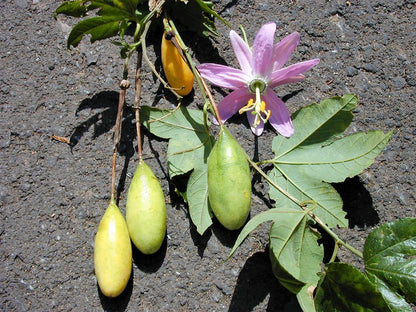 Banana Passionfruit Passiflora Tarminiana – Fruit Vine Seeds