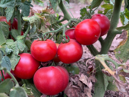 Czech Bush Tomato – Heirloom Vegetable Garden Seeds
