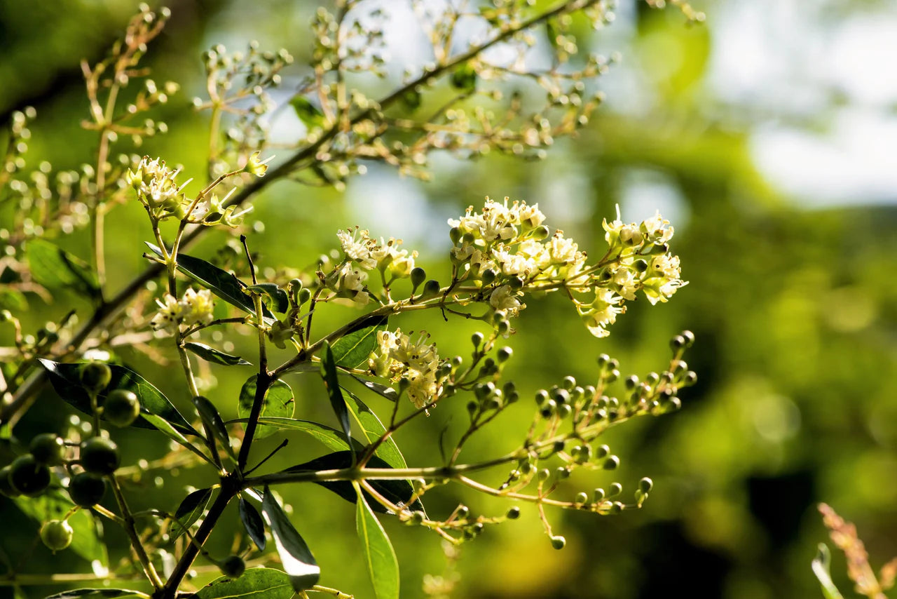 Lawsonia Inermis – Fragrant Henna Tree Shrub Seeds