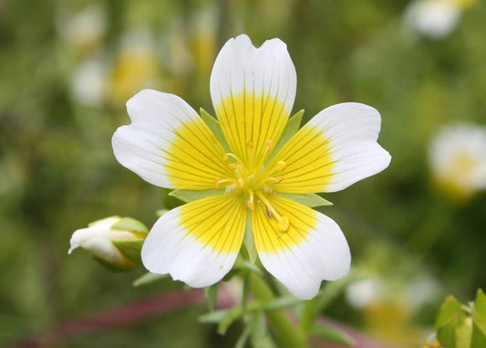 Meadowfoam Limnanthes Douglasii – Perennial Garden Flower Seeds