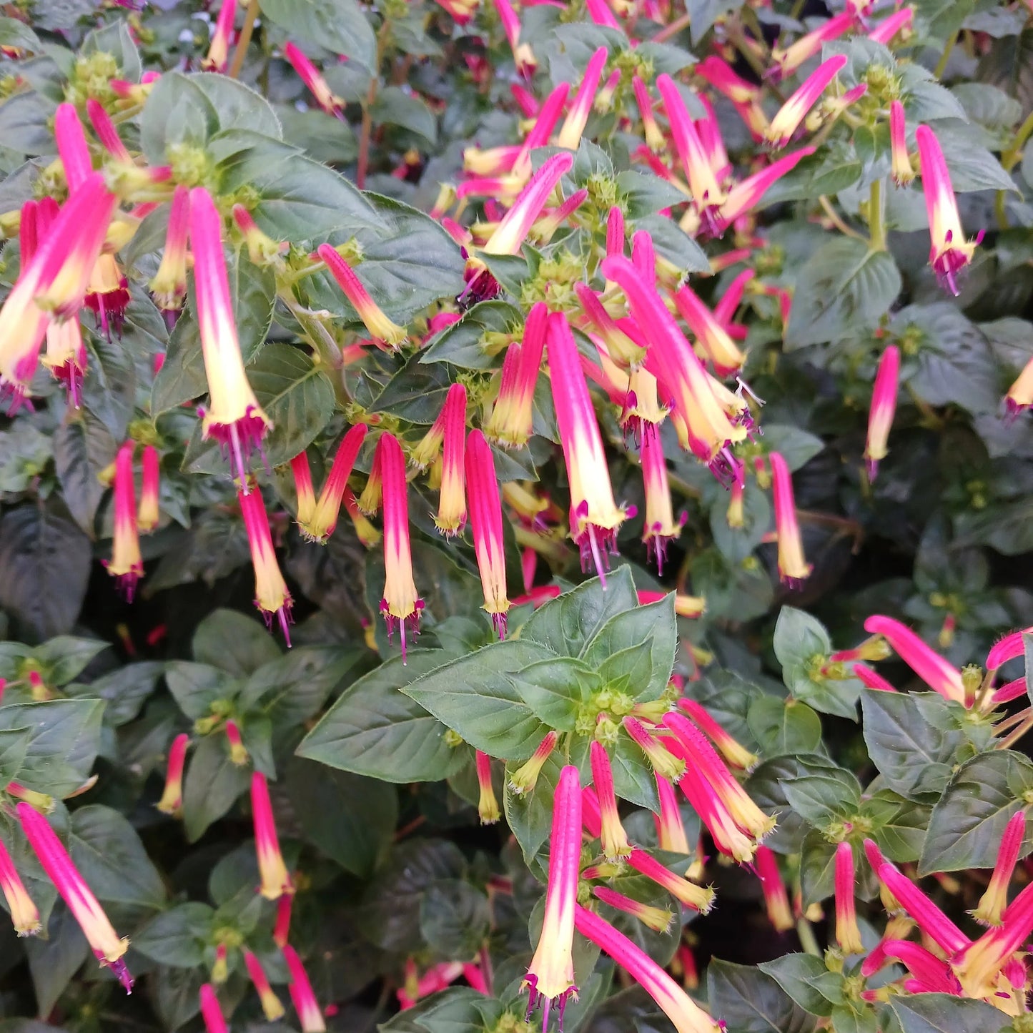 Cuphea Red Ignea Seeds (Cigar Flower) – Heirloom, Non-GMO, Compact Ornamental Variety